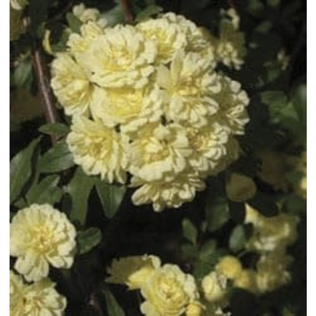 The Plant Shoppe Rose 'Yellow Lady Banks' 3g
