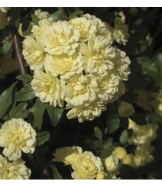The Plant Shoppe Rose 'Yellow Lady Banks' 3G trellised