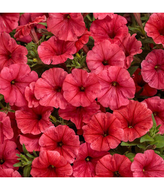 Proven Winner Petunia Mini Vista 'Scarlett' 1Q PW