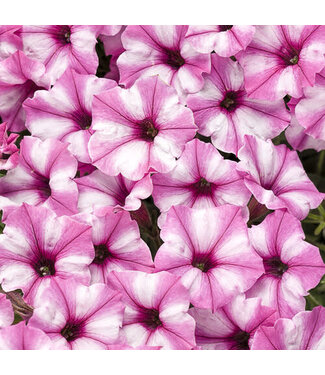 Proven Winner Petunia Mini Vista 'Pink Star' 1Q PW