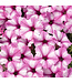 Proven Winner Petunia Mini Vista 'Pink Star' 1Q PW