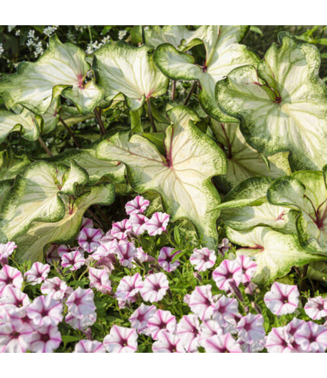 Proven Winner Petunia Mini Vista 'Pink Star' 1Q PW