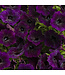 Proven Winner Petunia Mini Vista 'Midnight' 1Q PW