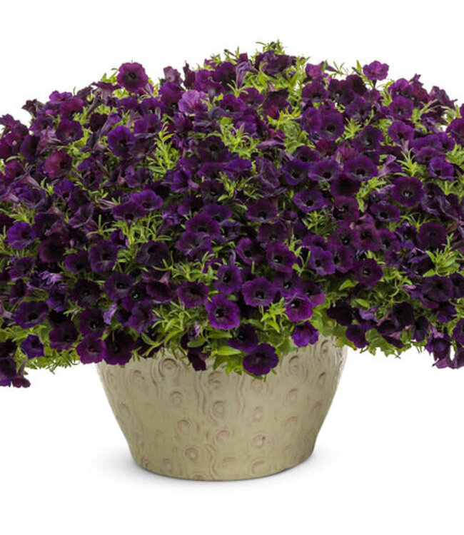 Proven Winner Petunia Mini Vista 'Midnight' 1Q PW