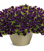 Proven Winner Petunia Mini Vista 'Midnight' 1Q PW