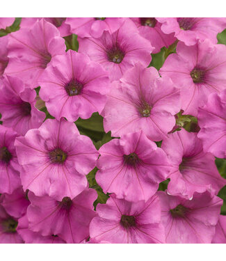 Proven Winner Petunia Mini Vista 'Hot PInk' 1Q PW