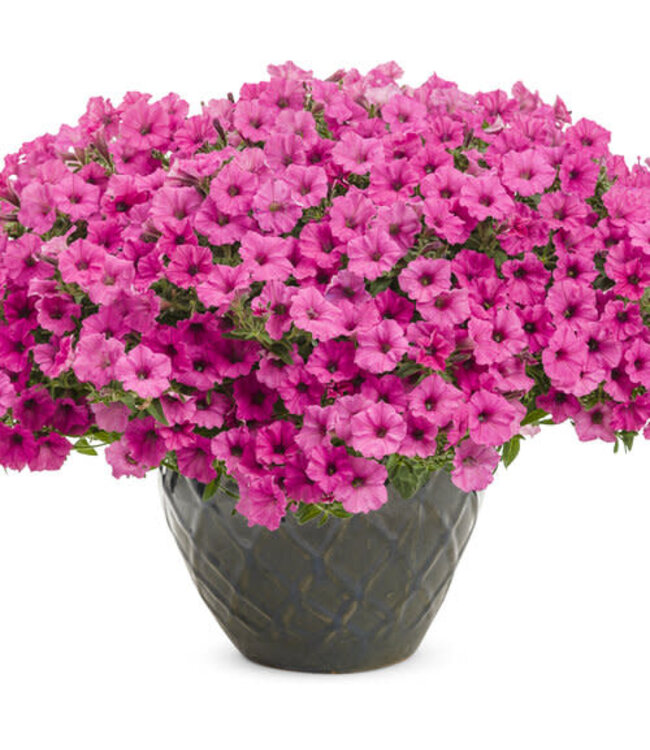 Proven Winner Petunia Mini Vista 'Hot PInk' 1Q PW