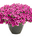 Proven Winner Petunia Mini Vista 'Hot PInk' 1Q PW