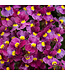 Proven Winner Nemesia Aromance Mulberry PW 1q
