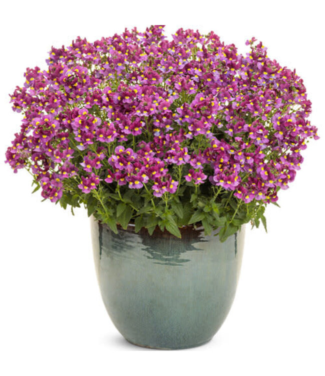 Proven Winner Nemesia Aromance Mulberry PW 1q