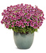 Proven Winner Nemesia Aromance Mulberry PW 1q