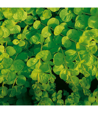 Proven Winner Creeping Jenny 'Goldilocks' PW 1q