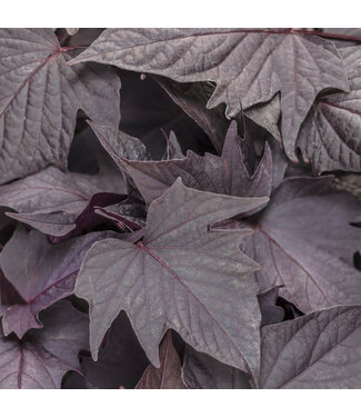 Proven Winner Ipomoea 'Sweet Caroline Bewitched w/ After Midnight' PW 1q