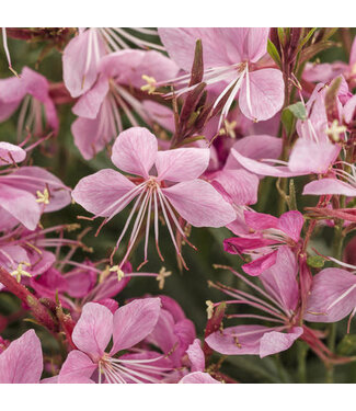 Proven Winner Gaura Karalee Petite Pink  PW 1q