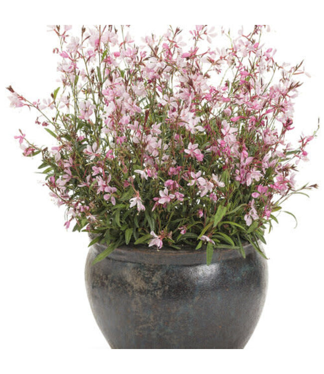 Proven Winner Gaura Karalee Petite Pink  PW 1q