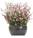 Proven Winner Gaura Karalee Petite Pink  PW 1q