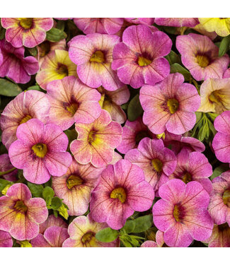 Proven Winner Calibrachoa 'Prism Pink Lemonade' PW 1q
