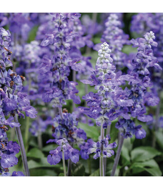Proven Winner Salvia 'So Blue' PW 1q
