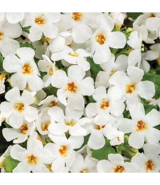Proven Winner Bacopa 'Snow Globe' 1Q PW