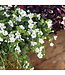 Proven Winner Bacopa 'Snow Globe' 1Q PW