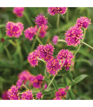 Proven Winner Gomphrena Truffula Pink PW 1Q