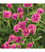 Proven Winner Gomphrena Truffula Pink PW 1Q