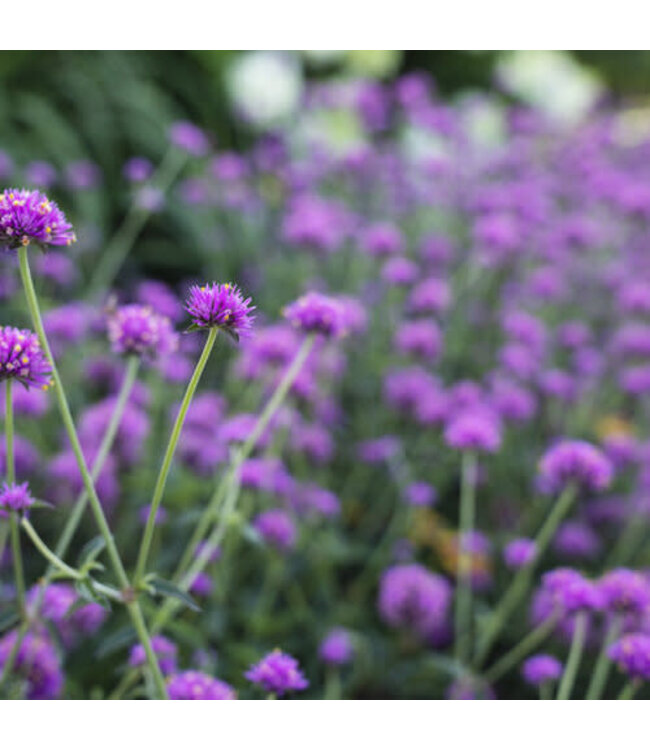 Proven Winner Gomphrena Truffula Pink PW 1Q