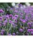 Proven Winner Gomphrena Truffula Pink PW 1Q