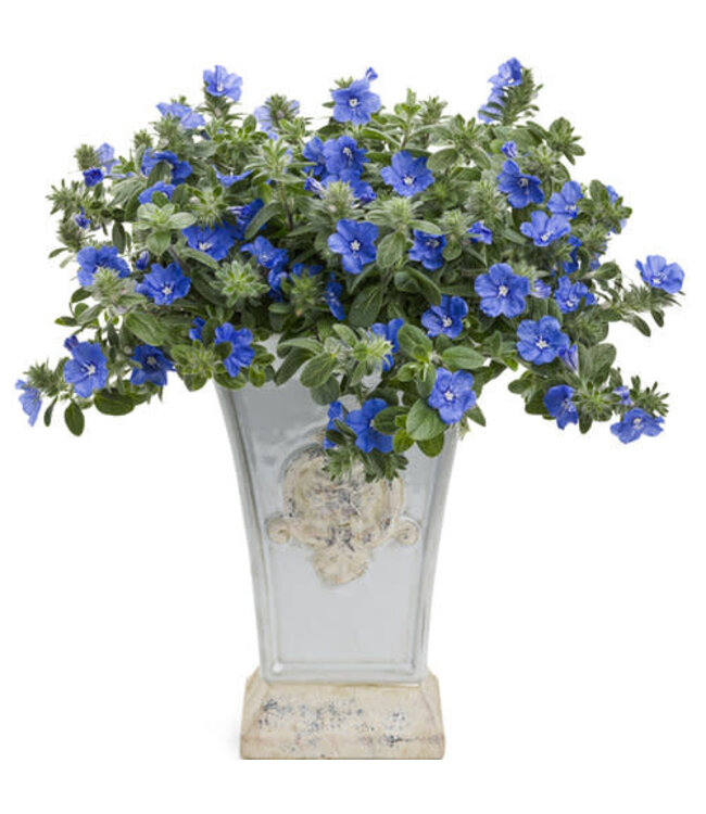 Proven Winner Evolvulus 'Blue My Mind' PW 1q