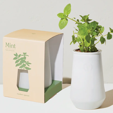 Modern Sprout Tapered Tumbler - Mint