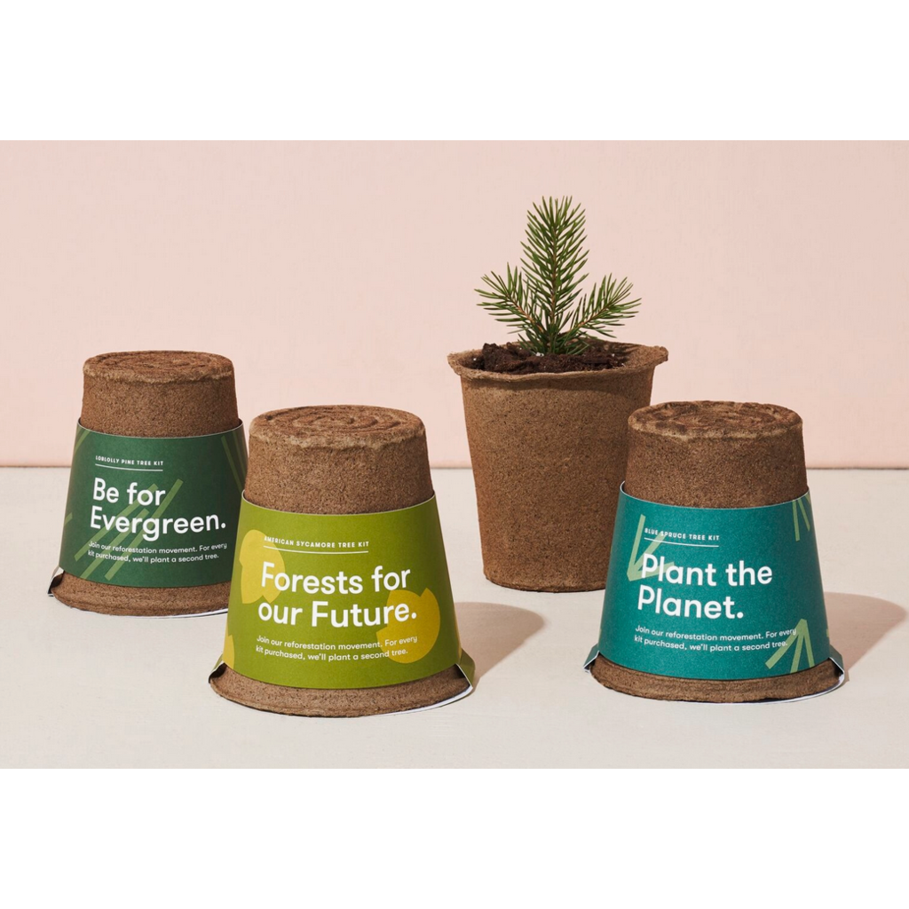 Modern Sprout One-For-One Tree Kit - Loblolly Pine