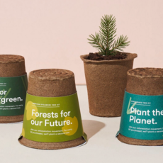 Modern Sprout One-For-One Tree Kit - Loblolly Pine
