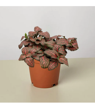 Fittonia Assorted 4"