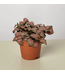 Fittonia Assorted 4"