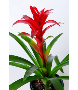 Bromeliad - Guzmania  6" Grow Pot