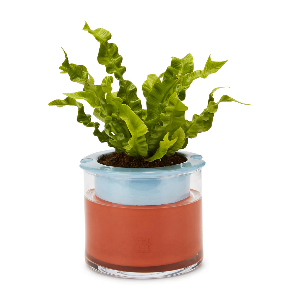 MoMa Small Colorful Self-Watering WetPot 5.2"H x 6"D