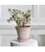 Berg Kobenhavner RAW Rosa Set 14cm (4.7"H)
