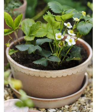 Helena RAW Rosa, Low Set 21cm