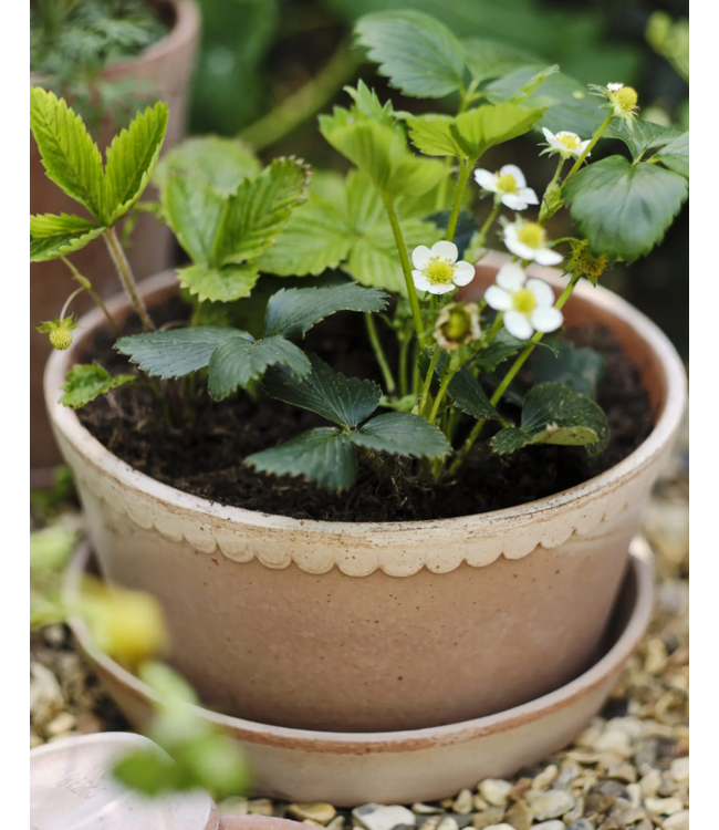 Helena RAW Rosa, Low Set 21cm