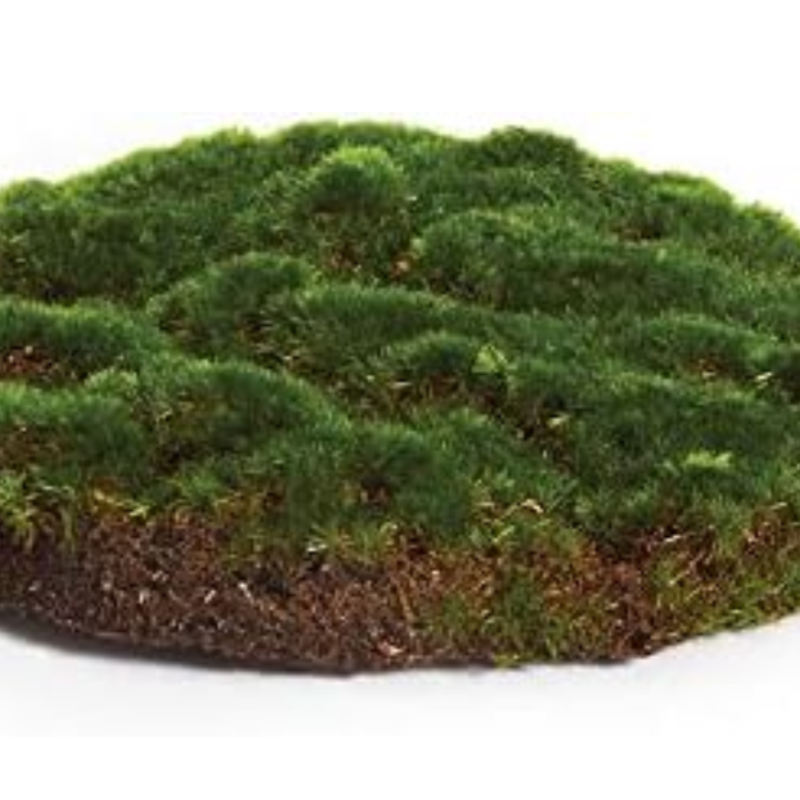 MOSS SHEET ROUND 12