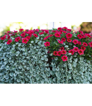 Proven Winner Dichondra 'Silver Falls' PW 1q