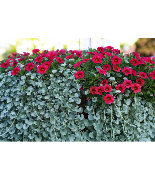 Proven Winner Dichondra 'Silver Falls' PW 1q