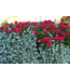 Proven Winner Dichondra 'Silver Falls' PW 1q