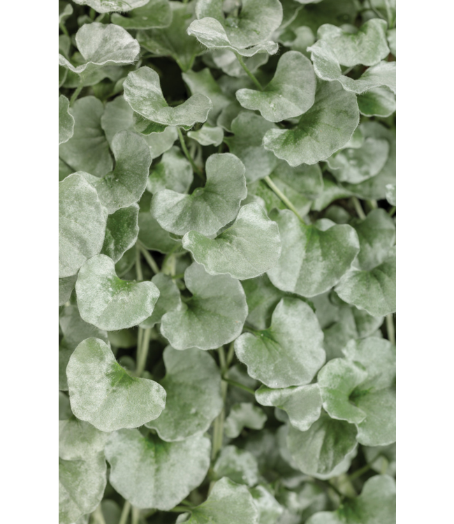Proven Winner Dichondra 'Silver Falls' PW 1q