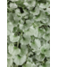 Proven Winner Dichondra 'Silver Falls' PW 1q