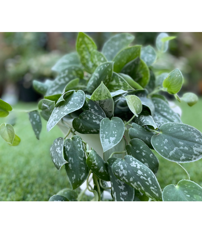 Philodendron - Scindapsus   Sterling 6"