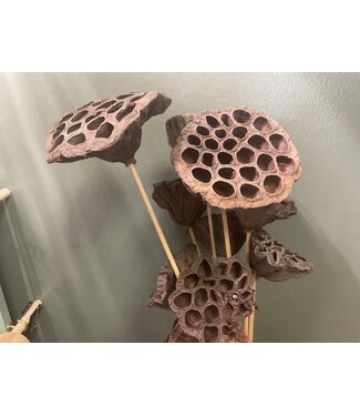 Lotus Pod / Stem