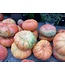 26 Pumpkin Medium