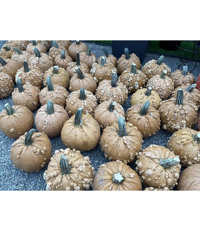 26 Pumpkin Medium