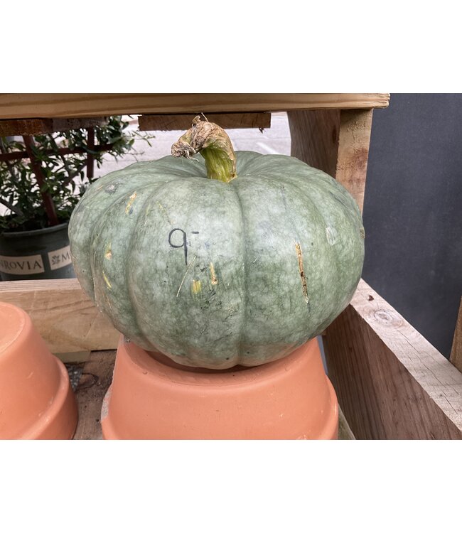 26 Pumpkin Medium